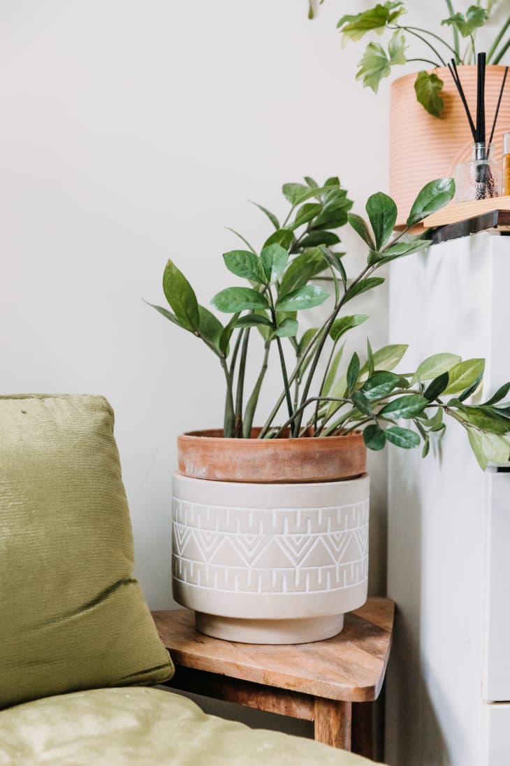 Best Plants for Small Spaces Best Small Plants Apartment Therapy
